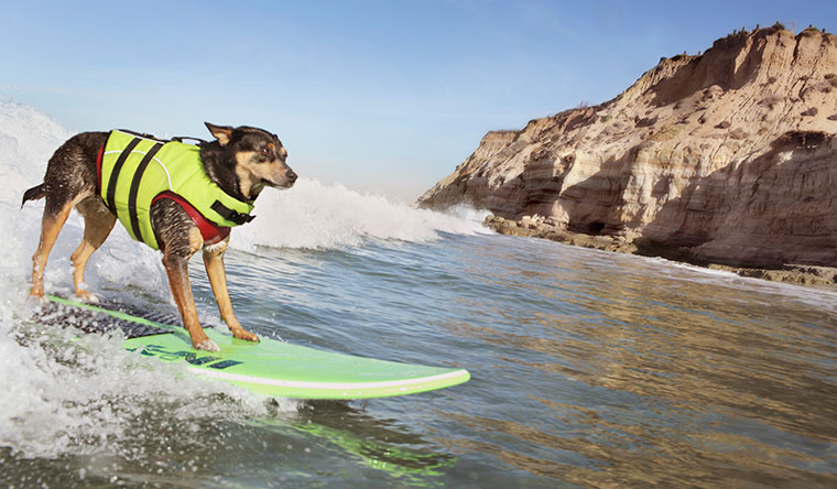surfing dog