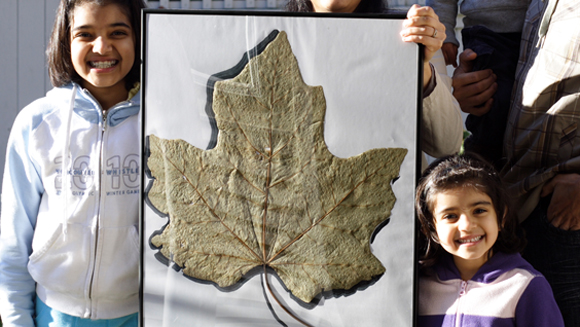 Maple Leaf main