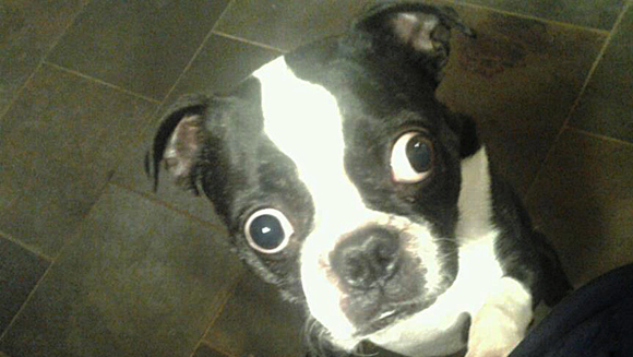 /DogEyesMain.jpg
