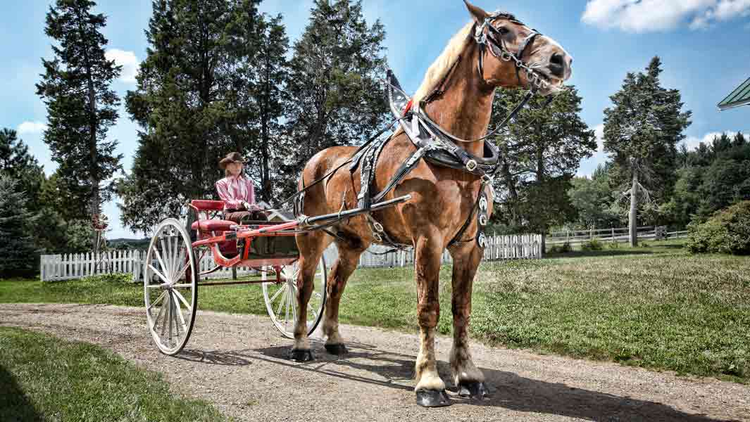 Big Jake tallest horse