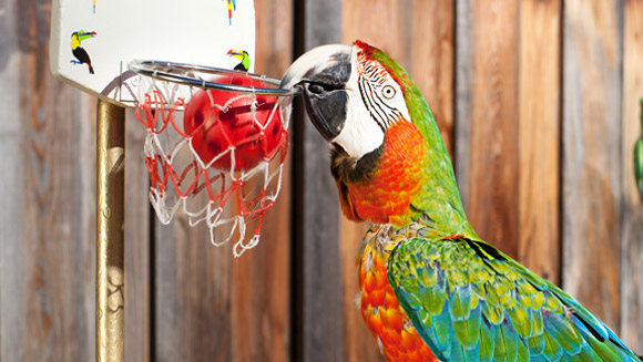 Parrot-Article-580-327