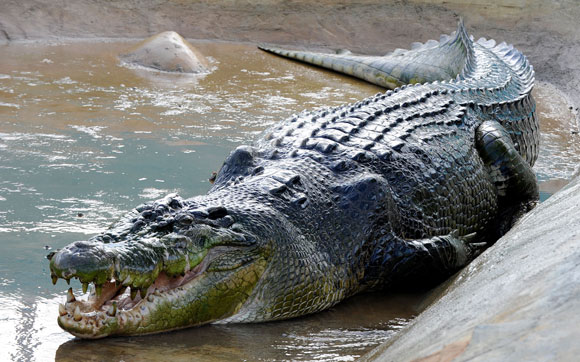Lolong-main