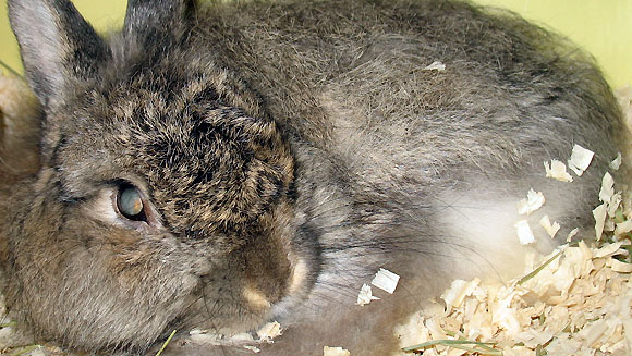 Rabbit-main