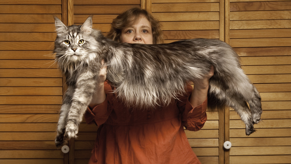 Stewie - Longest Cat