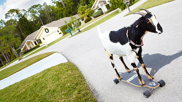 HappytheGoat-main