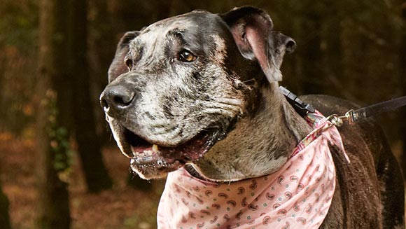 morgan_-_tallest_dog