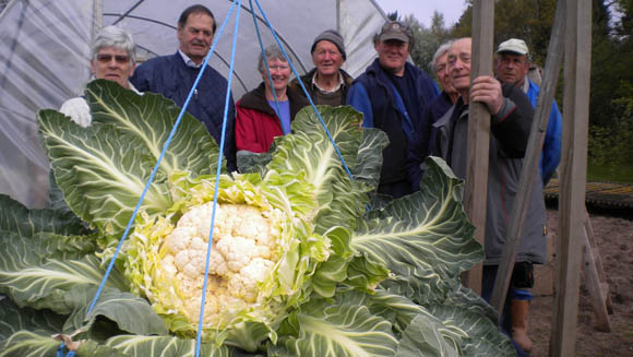 Cauliflower article main