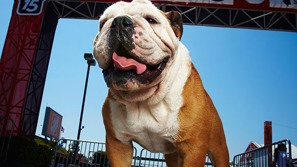 Tillman-fastest-100-m-on-a-skateboard-by-a-dog-header