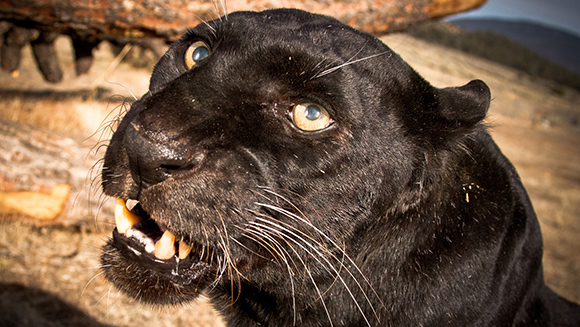 Oldest leopard living in captivity header image