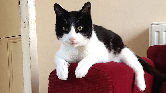 Merlin The Cat main