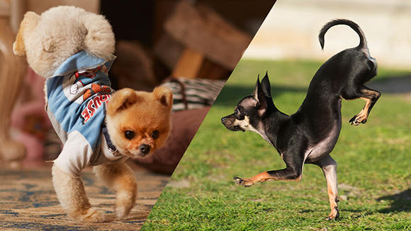 Enter Konjo, the fastest dog on two front paws - Spotlight