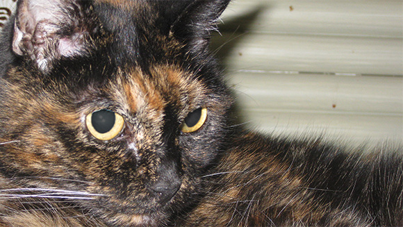 Oldest cat living - Tiffany Two header
