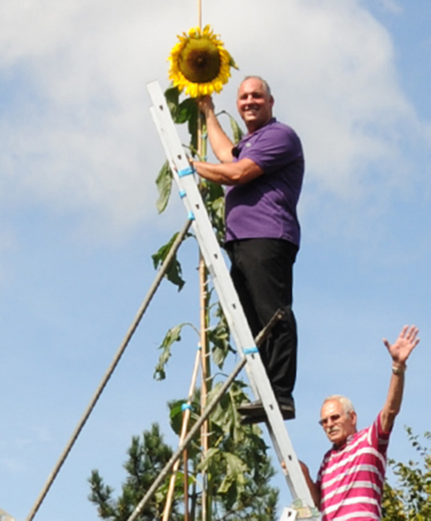 Reach for the sky! Tallest sunflower record falls again for Germany's