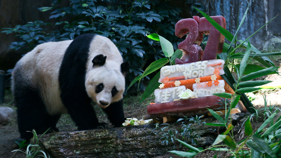 Jia Jia - oldeset panda - birthday cake main