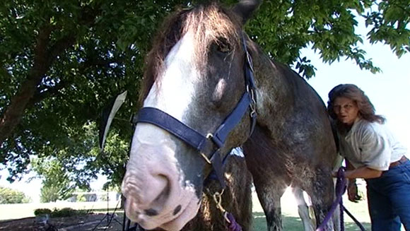 Remmington - tallest horse main