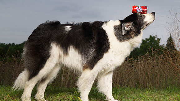 fastest-100-m-with-a-can-balanced-on-the-head-by-a-dog
