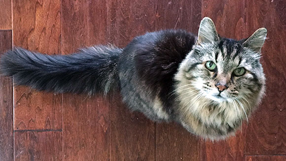 oldest-living-cat-header
