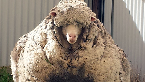most-wool-sheared-from-a-sheep-header