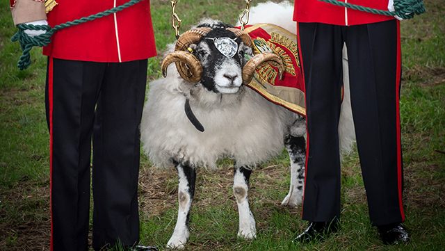 highest-ranking-sheep-header-3