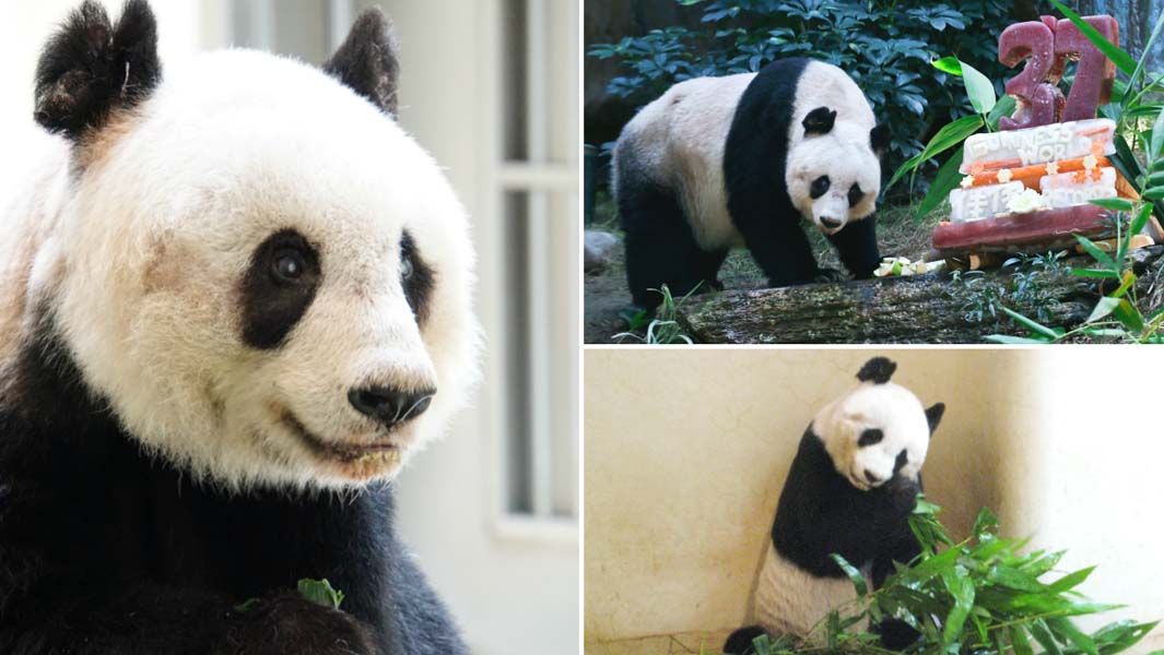 Oldest panda ever in captivity collage large