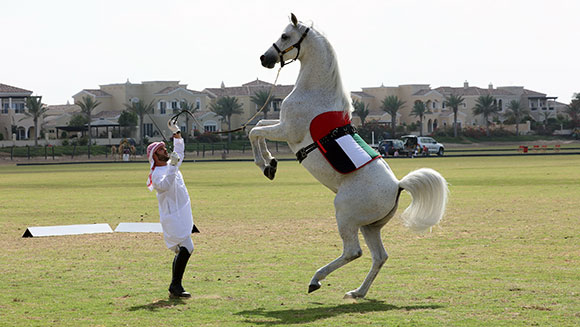 Fastest 10 m on hind legs by a horse