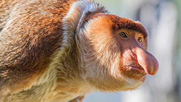 proboscis-monkey-416180