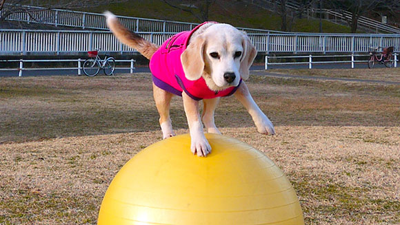 Fastest 10 m travelled on a ball by a dog header