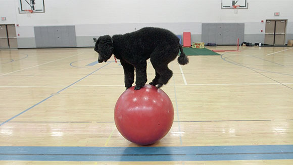 Sailor the dog walking globe record attempt