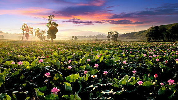 Largest lotus field China header