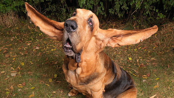 Longest ears on a dog ever Tigger header