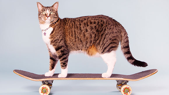 Most tricks performed by a cat in one minute Didga header