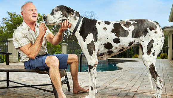 Tallest female dog header