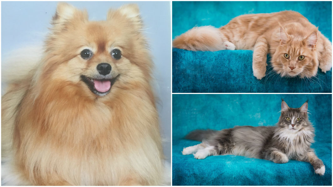 Fluffytorium cats and dogs header
