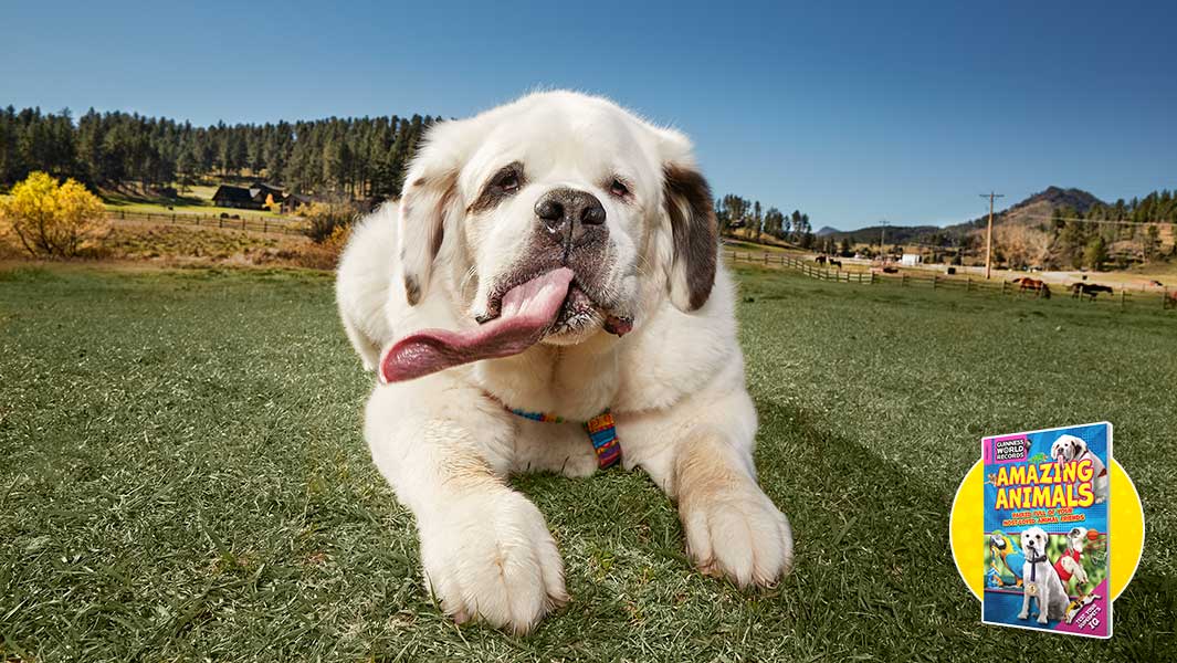 Mochi Amazing Animals