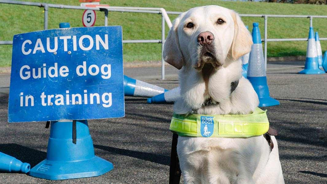 Most guide dogs trained by an organisation