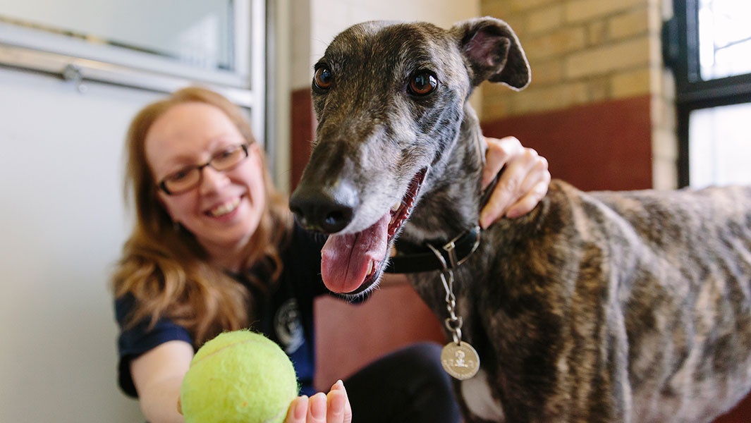 Battersea Dogs and Cats Home