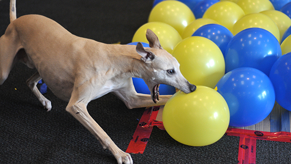 toby-whippet-balloon-burst-guinness-world-records-header
