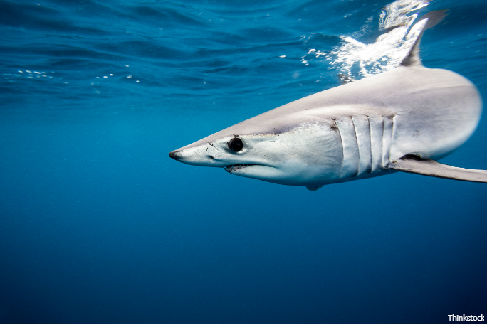 Five jaw-dropping records to dive into Shark Week | Guinness World Records