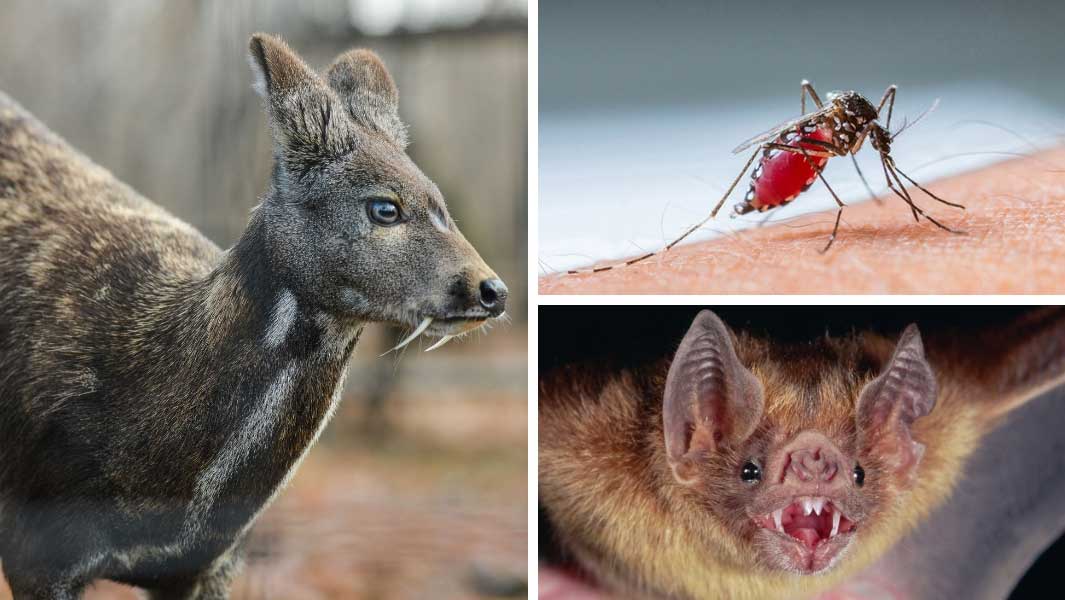 Bloodthirsty animals