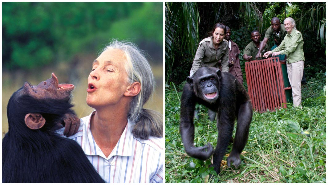 Jane Goodall chimps collage header