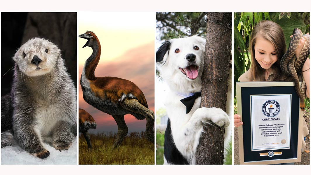 2018-animal-records-header