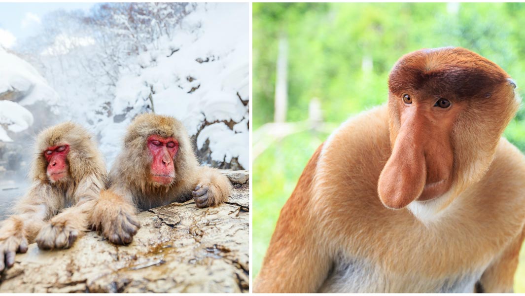 monkey-montage-2
