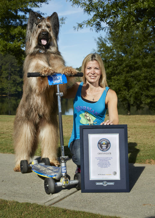 Norman the Scooter Dog The recordbreaking Briard that's battling