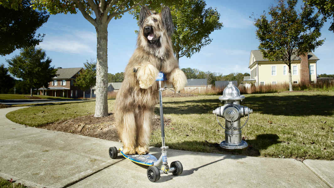 Fastest 30 m on a scooter by a dog 5