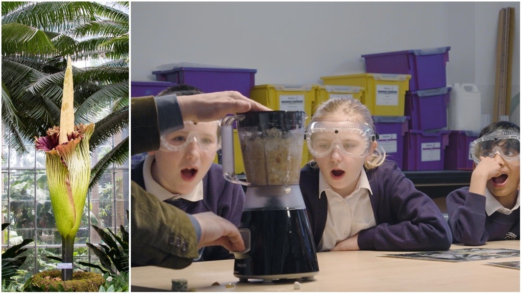 Smelliest plant header