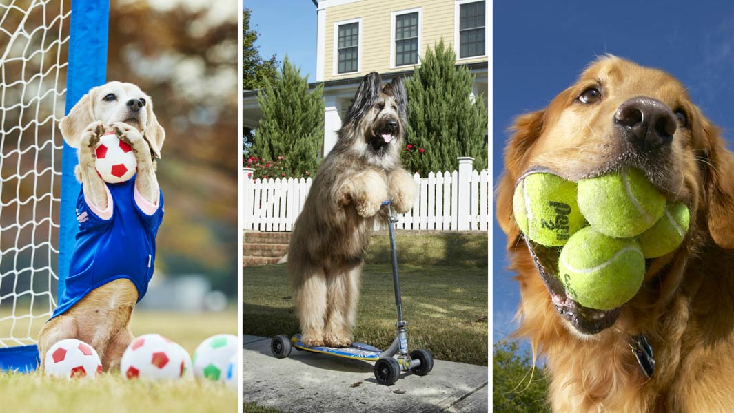 The talented dogs with superlative skills could YOUR pooch's top trick