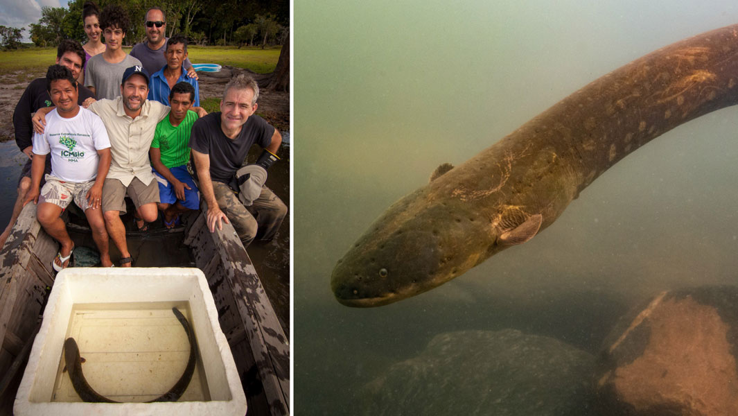 Amazon shocker new electric eel stuns the world with its offthechart