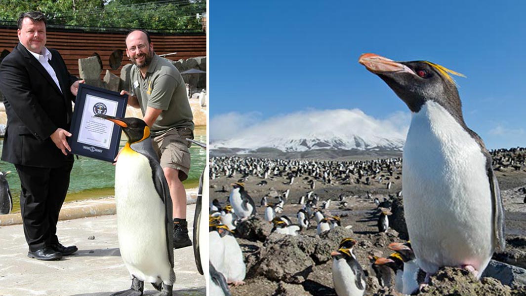 collage-world-penguin-day