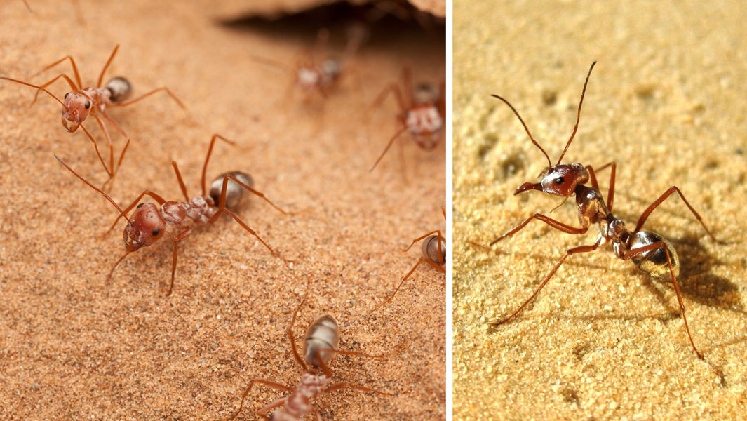 silver-ant-header