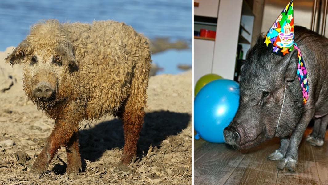 pigs-header
